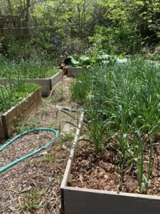 raised beds with garlic scapes and rhubarb